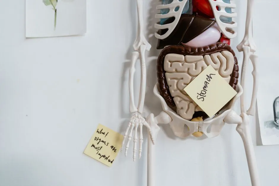 How the Digestive System Works, Step by Step